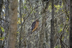 Buteo lineatus