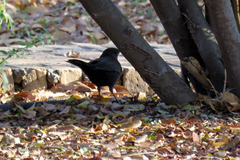Turdus merula