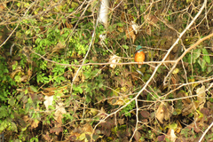 Alcedo atthis