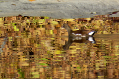 Gallinula chloropus