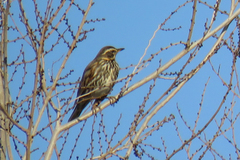 Turdus iliacus