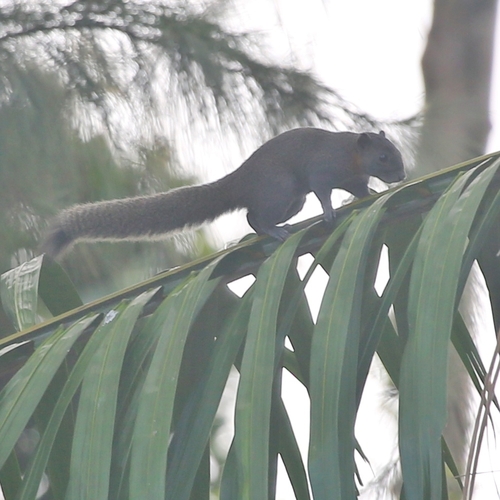 Gray-bellied Squirrel