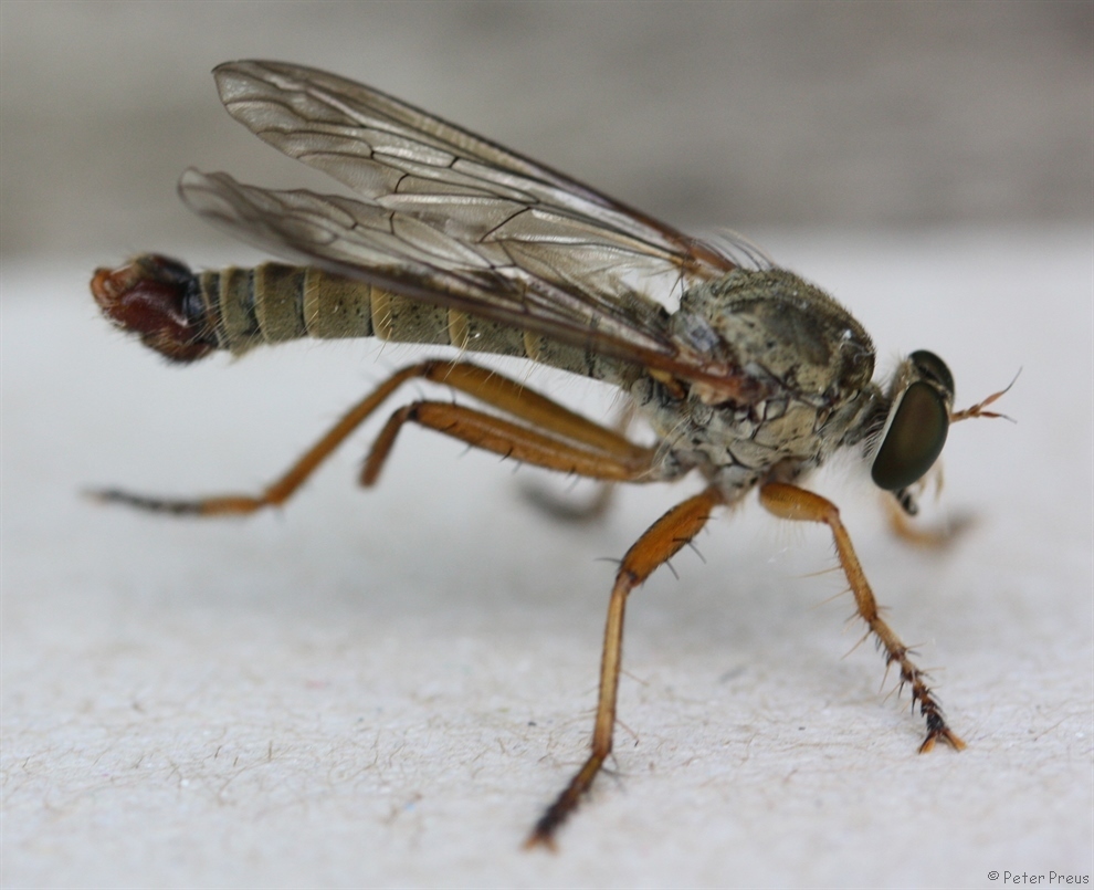 Aneomochtherus flavicornis