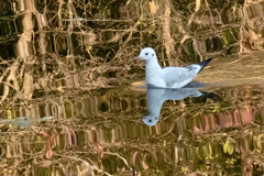 Chroicocephalus ridibundus