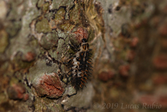Curinus coeruleus