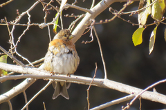 Fringilla montifringilla