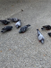 Columba livia domestica