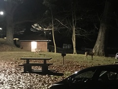 Odocoileus virginianus