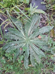 Helminthotheca echioides