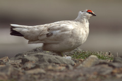 Lagopus muta hyperborea