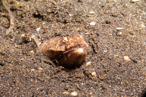 Brachysomophis cirrocheilos observed 2025-08-07