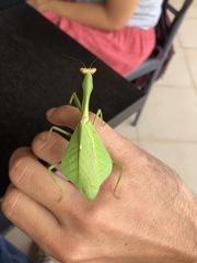 Pseudoxyops