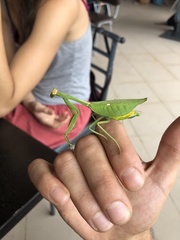 Pseudoxyops