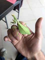 Pseudoxyops