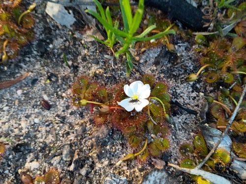 Drosera aberrans (Drosera aberrans)