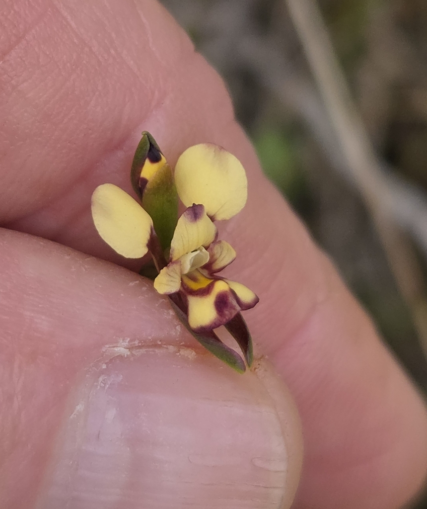 Diuris micrantha