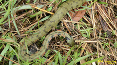 Rhabdophis tigrinus