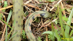 Rhabdophis tigrinus