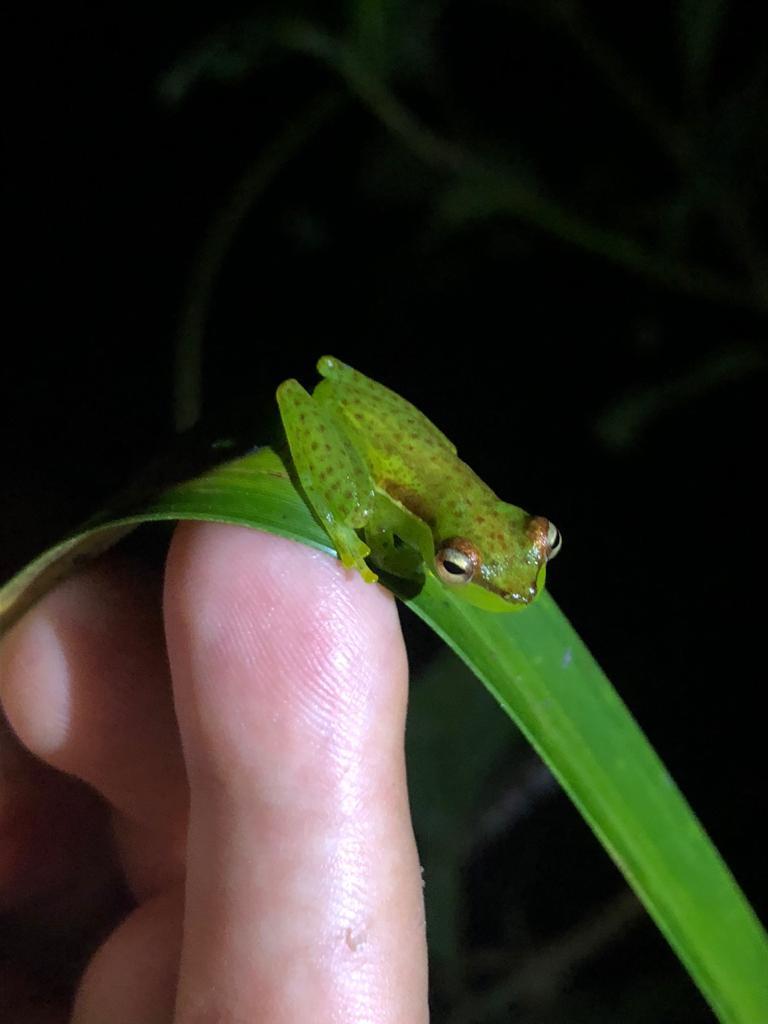 Tlalocohyla celeste from Tapir Valley Nature Reserve on December 09