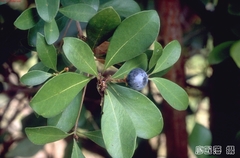 Machilus obovatifolia
