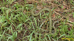 Rhabdophis tigrinus