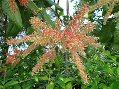 Triplaris americana