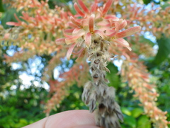 Triplaris americana