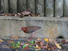 Rallina fasciata