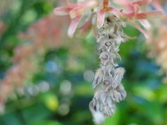 Triplaris americana