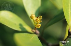 Machilus obovatifolia