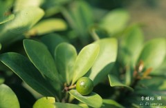Machilus obovatifolia
