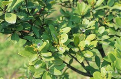 Machilus obovatifolia