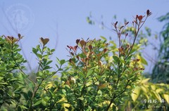 Machilus obovatifolia