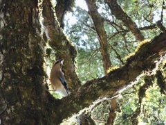 Garrulus glandarius taivanus