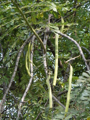 Cassiinae