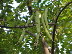 Cassiinae