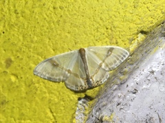 Macrocilix mysticata