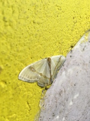 Macrocilix mysticata