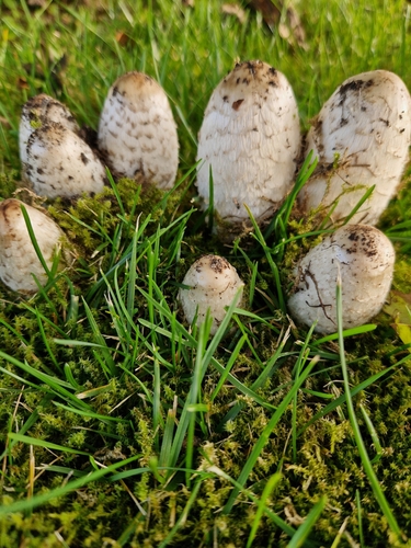 Shaggy Mane