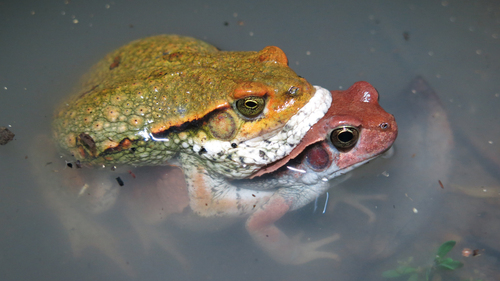 Red Toad, Schismaderma carens