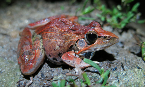 Ridged Frog, Ptychadena oxyrhynchus