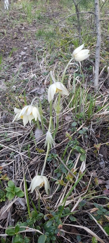 Pulsatilla orientali-sibirica