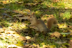 Sciurus anomalus