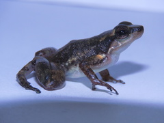 Hyloxalus maculosus