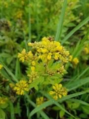 Pearsonia cajanifolia
