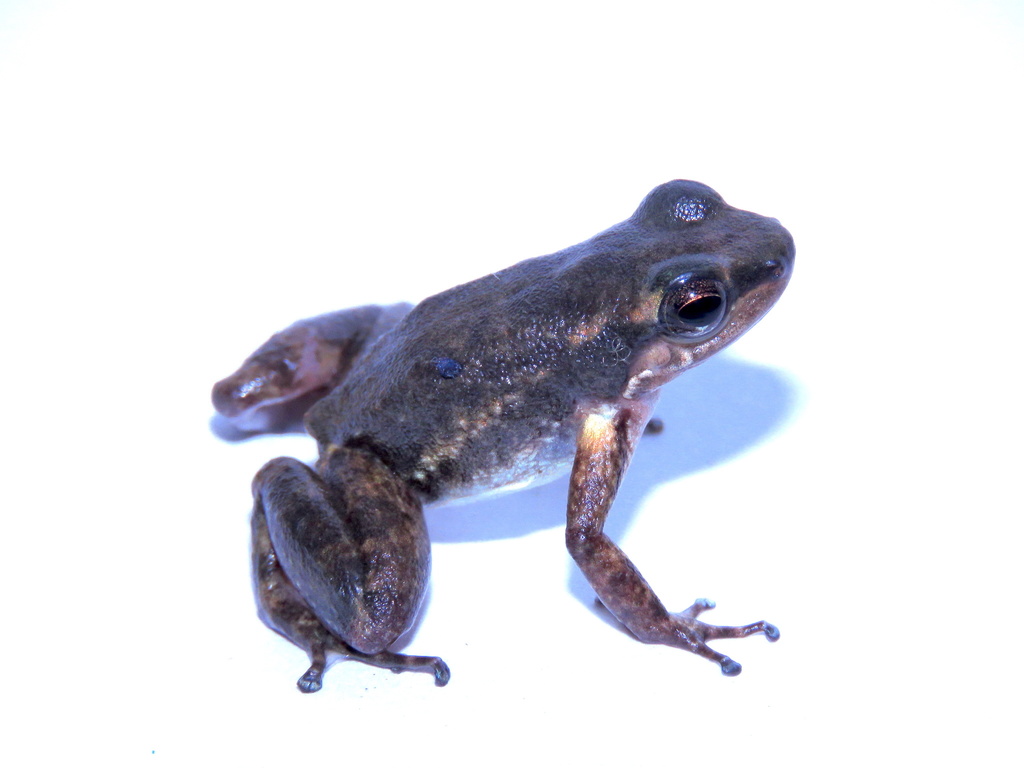 Spotted Rocket Frog