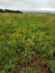 Pearsonia cajanifolia