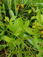 Pearsonia cajanifolia