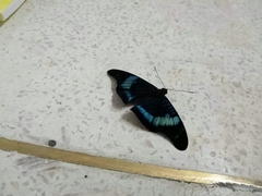 Lepidoptera