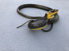 Chironius multiventris